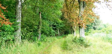 Ożarowskie „morskie oko” - perełka wśród lasów Nadleśnictwa Wieluń